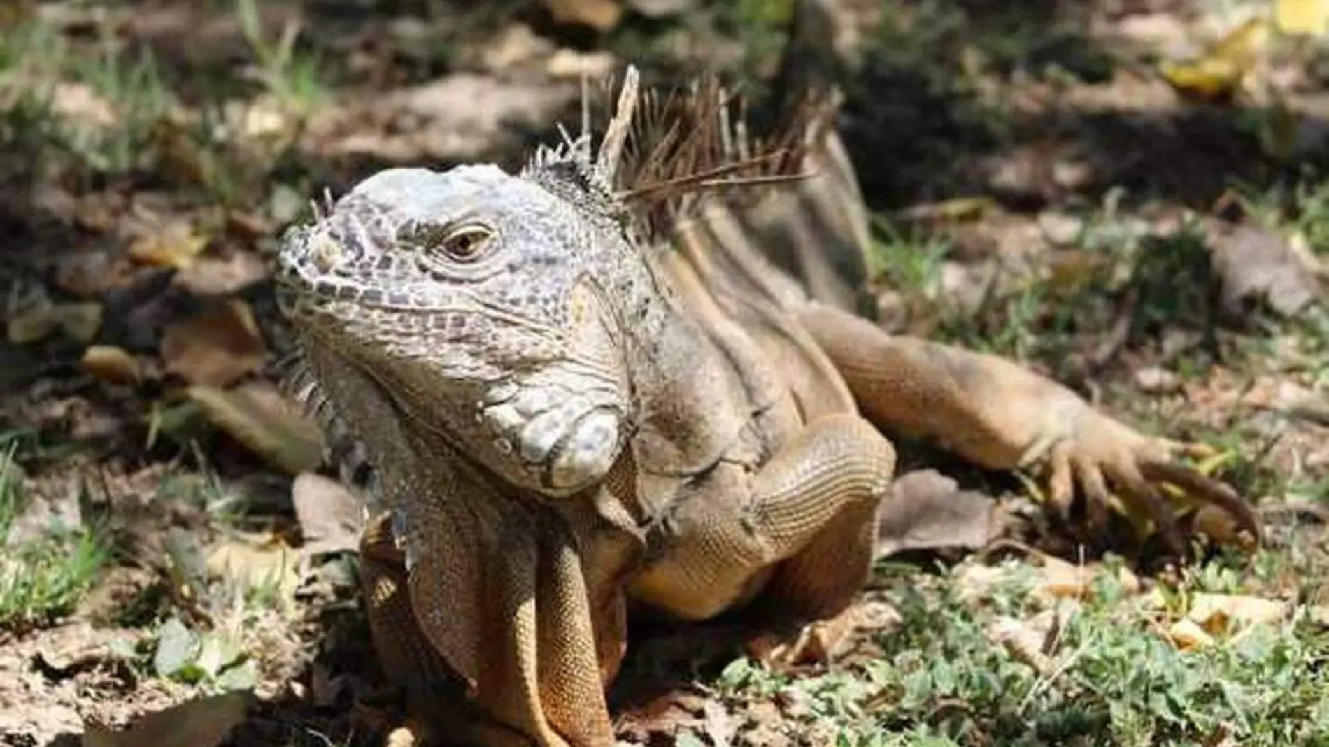 IGUANA OK